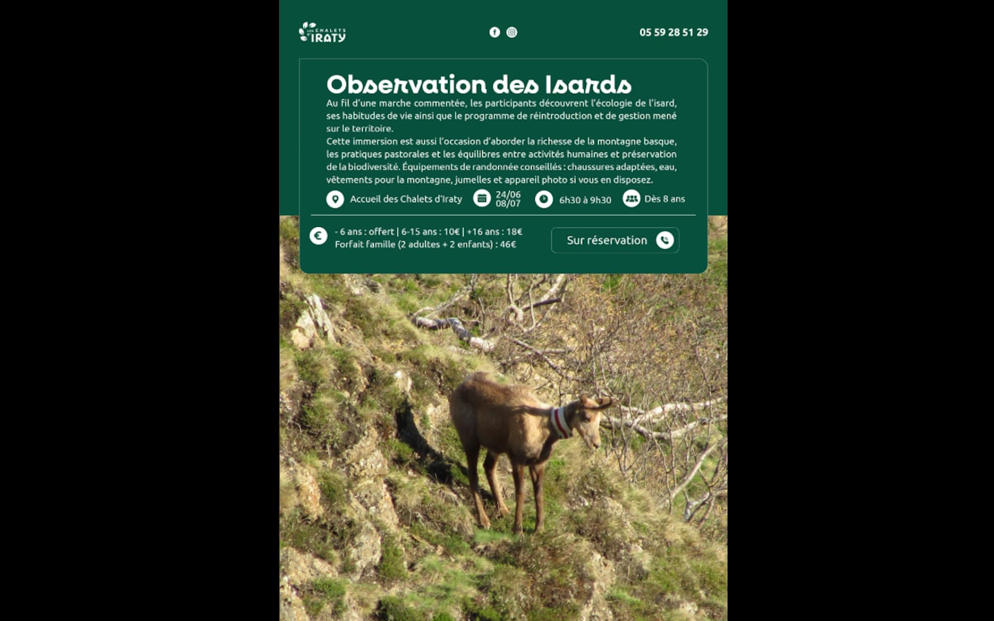 Observation des isards