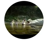 De Chair et d’Écorce