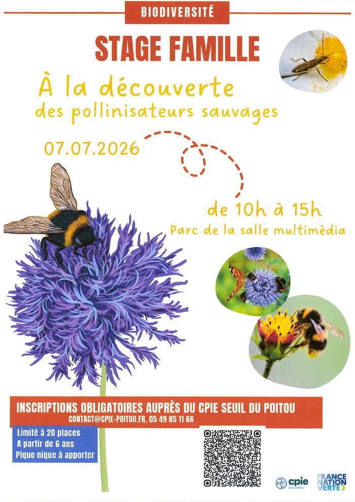 Stage famille - A la découverte des pollinisateurs sauvages