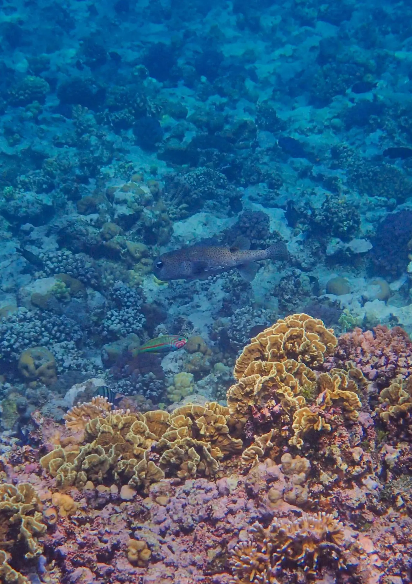 Journée de la biodiversité : Comprendre et protéger les récifs coraliens