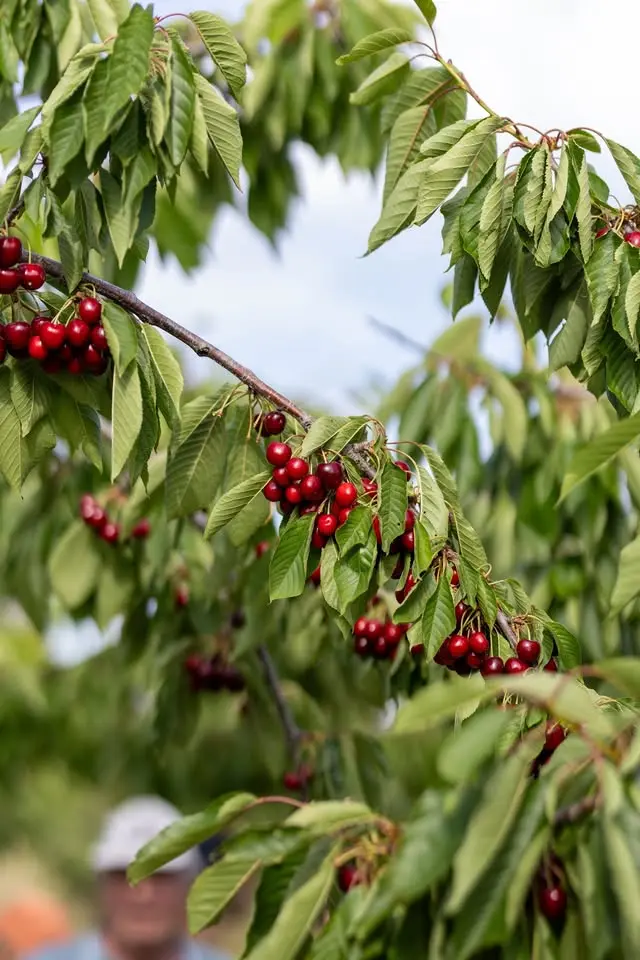 Cueillette de cerises à la ferme à Cabrières d'Aigues