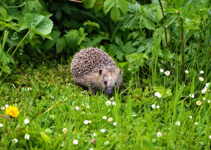Atelier des p'tits curieux "Fabrique une cabane à hérisson"