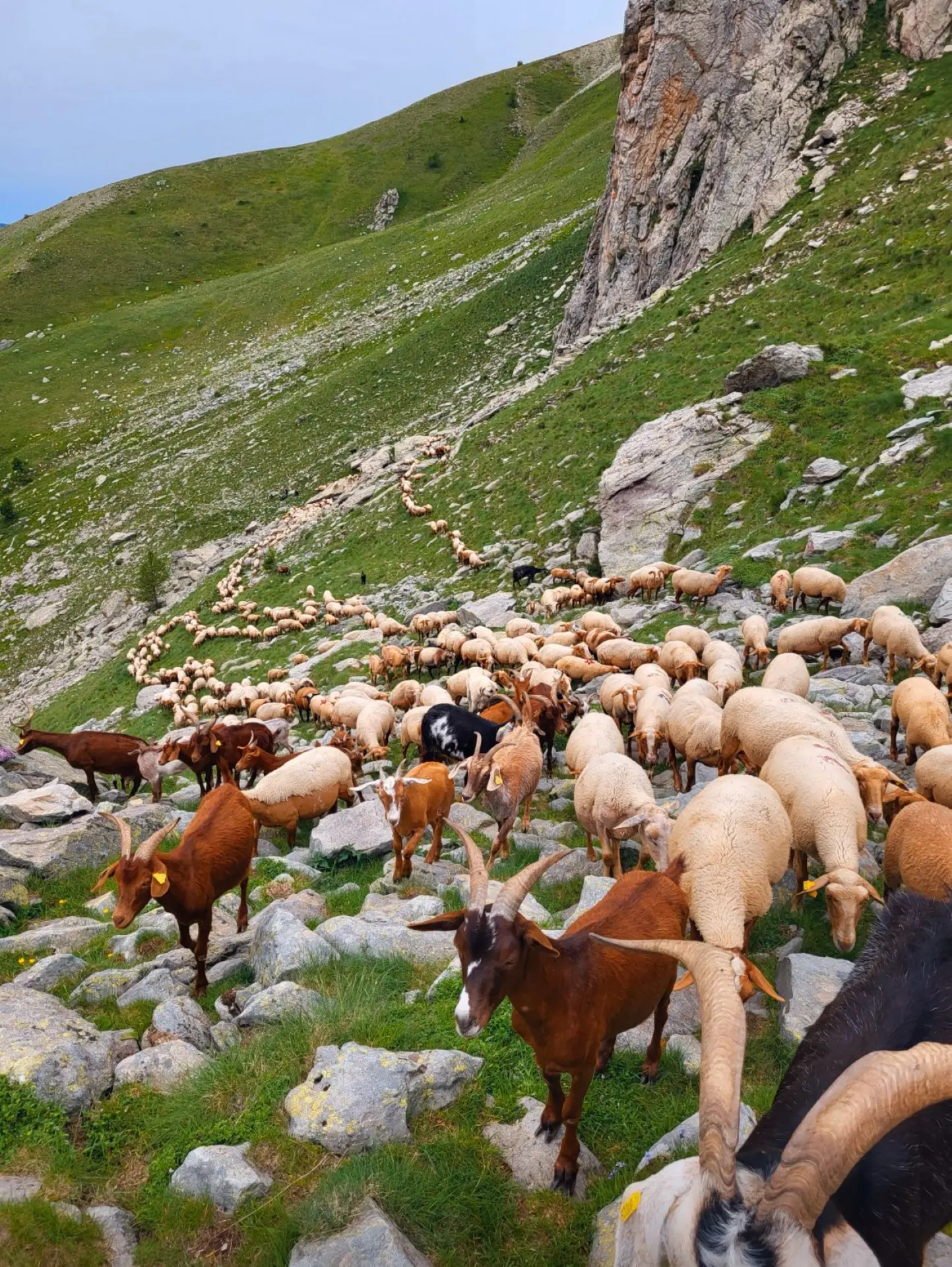 Séjour Transhumance d’été en haute Roya