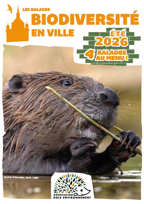 Balade biodiversité en ville - L'aérienne