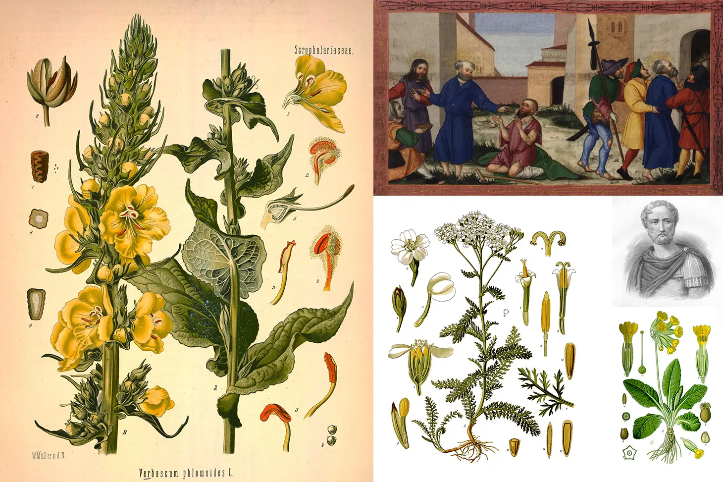 Visite "Ce que nous raconte le nom des plantes"