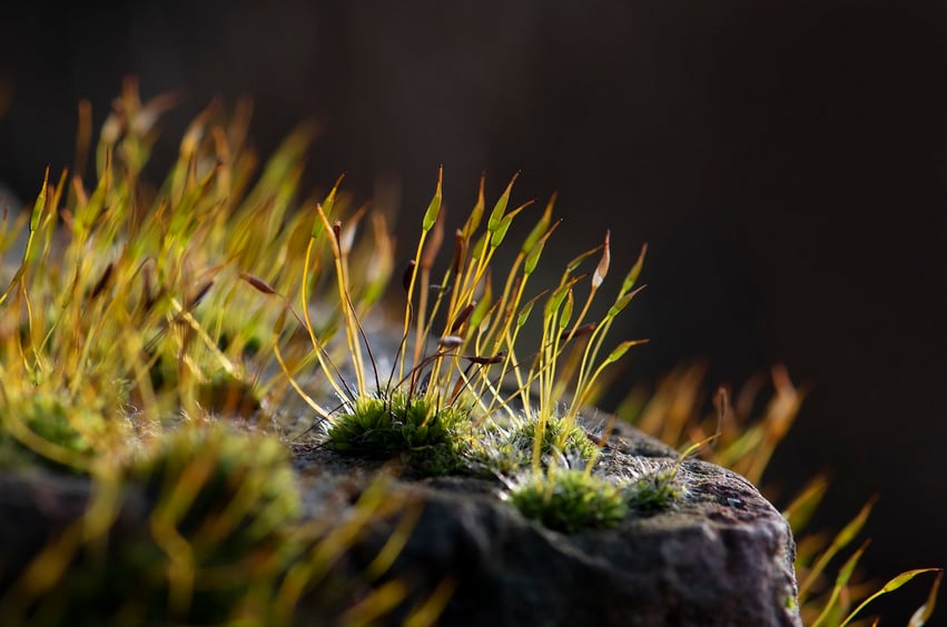 Découverte de Dame Nature par nos 5 sens