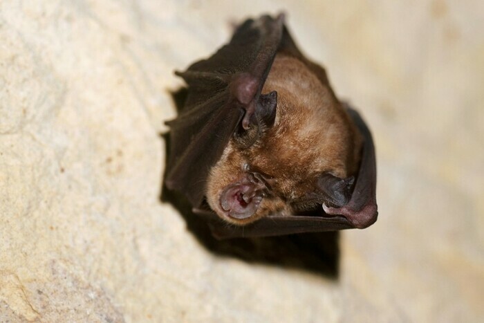 Soirée chauve-souris