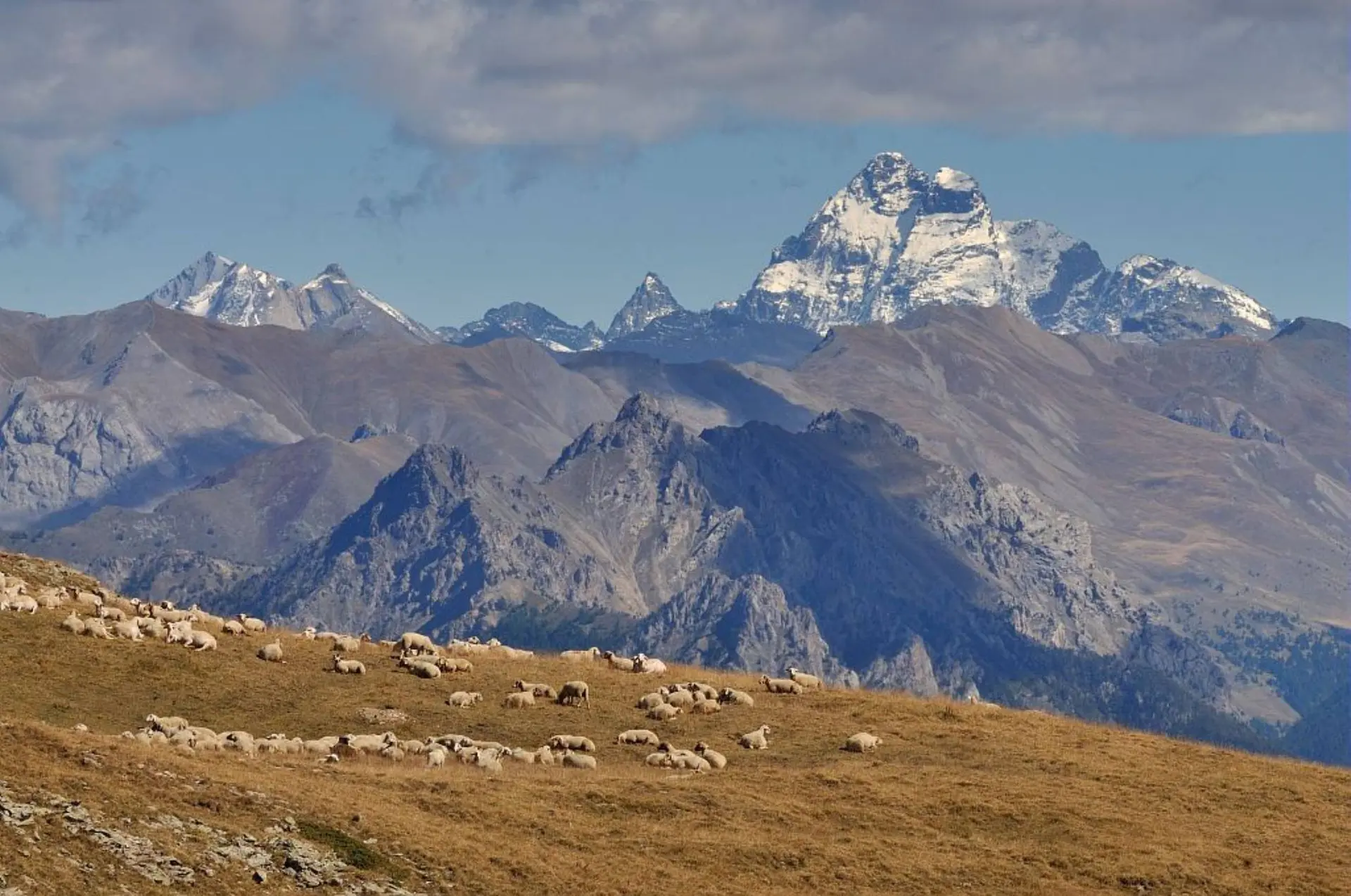 Rencontre en alpage : biodiversité et pastoralisme
