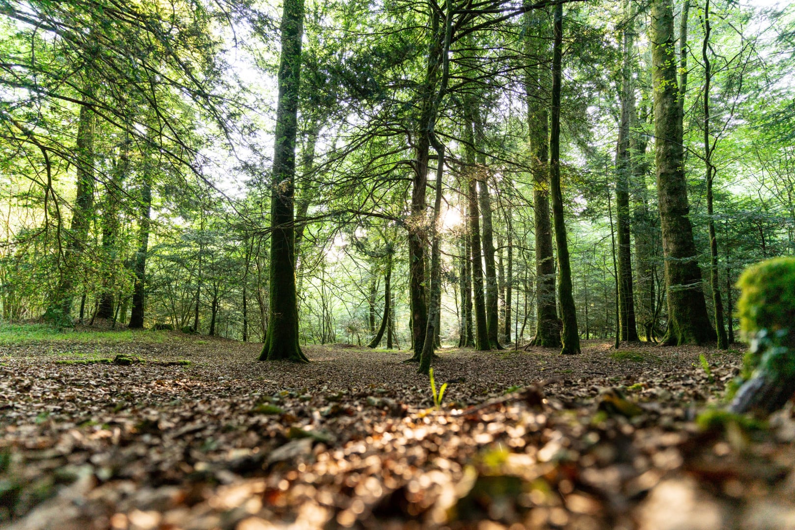 Découverte de la forêt au crépuscule