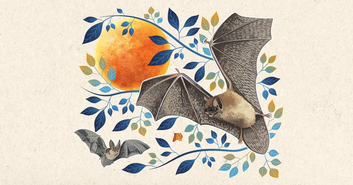 Sortie nature "La nuit de la chauve-souris"