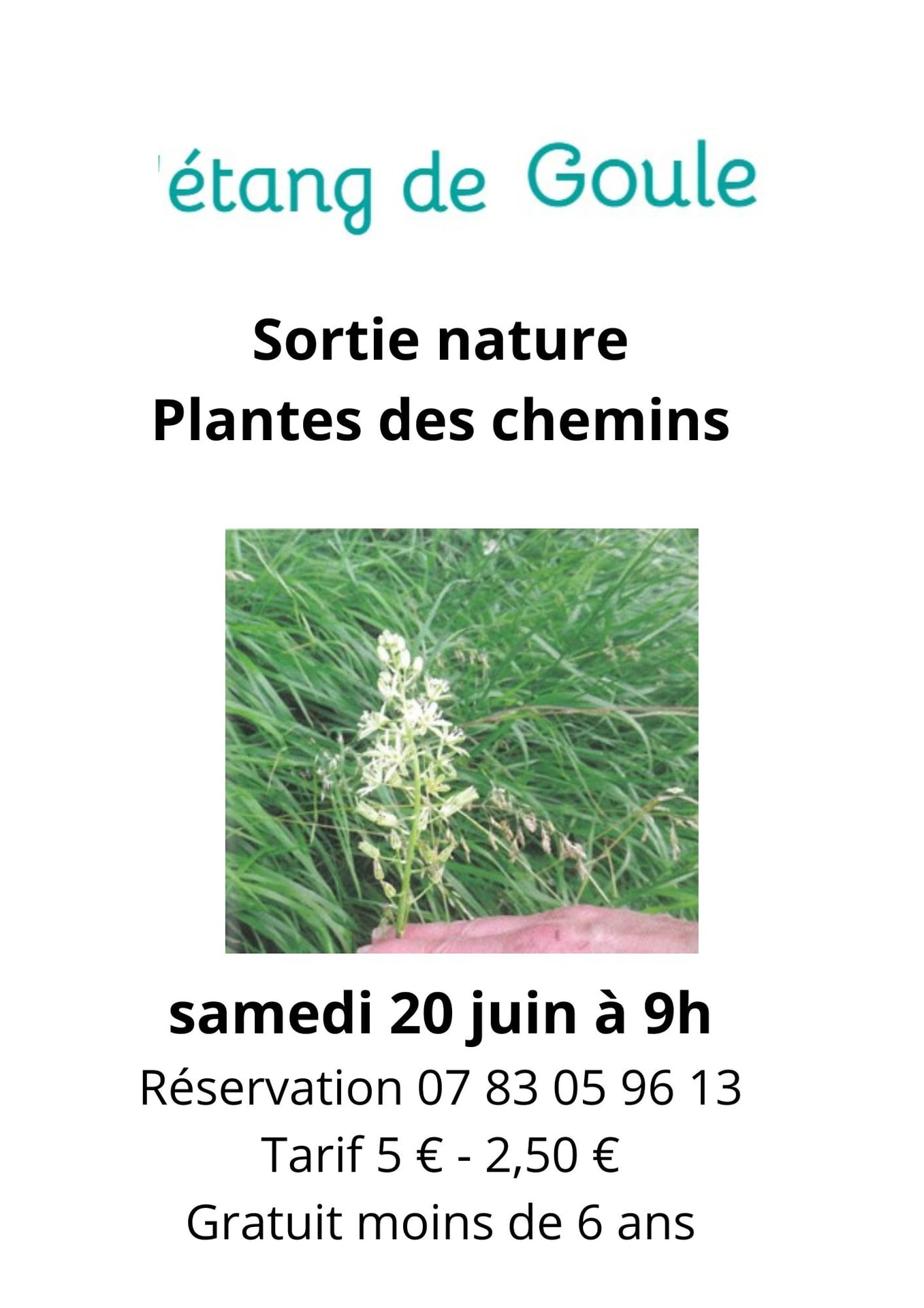Sortie nature : Plantes des chemins