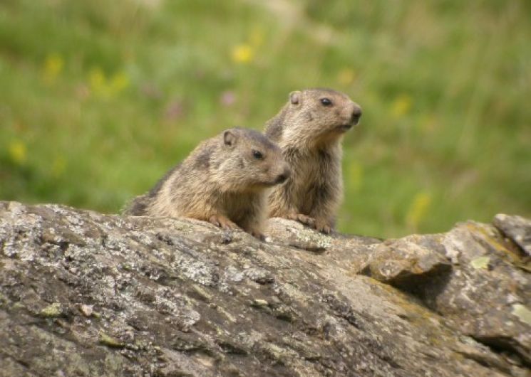 Rencontre avec les marmottes