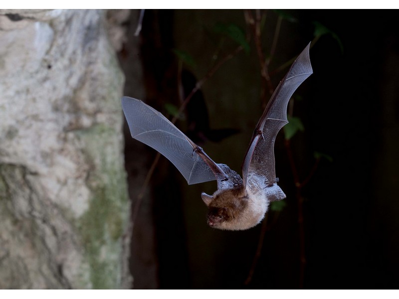 Rendez-vous nature :  À la découverte des chauves-souris du Perche