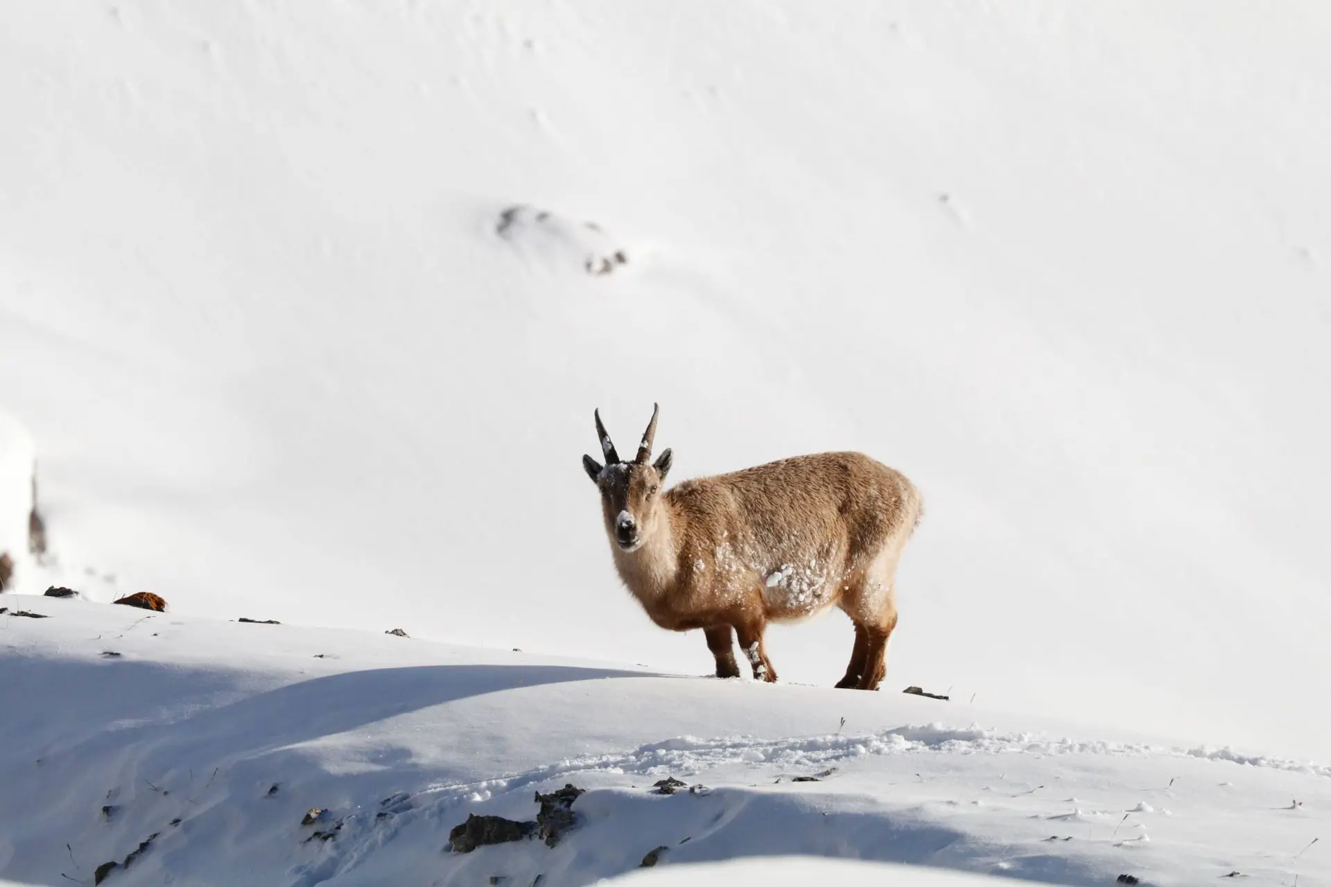 Ciné-Casset : "Là-haut sur la montagne"