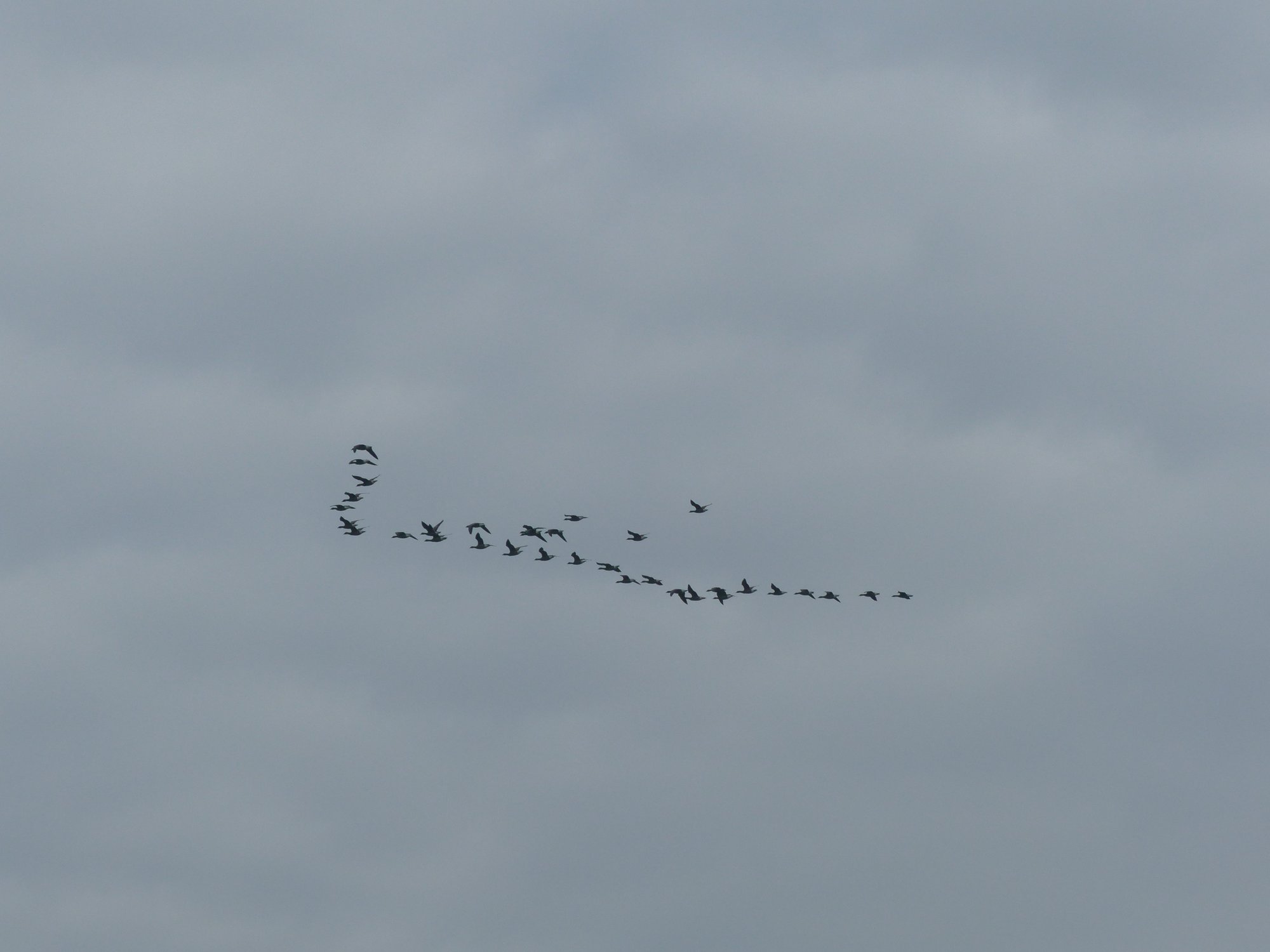 Balade nature "La migration"