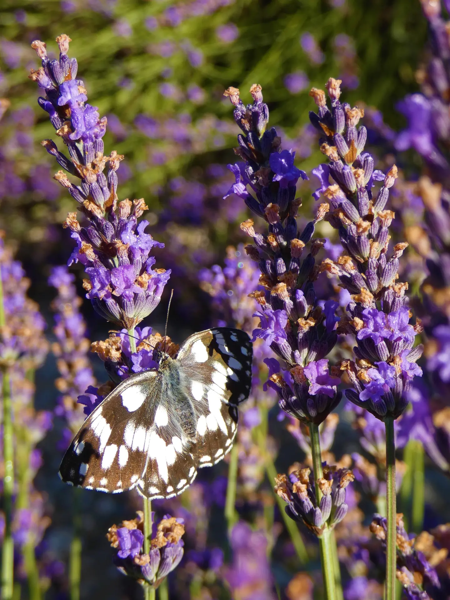 Soirée faune flore dans la lavande - Lavanderaie des Hautes Baronnies