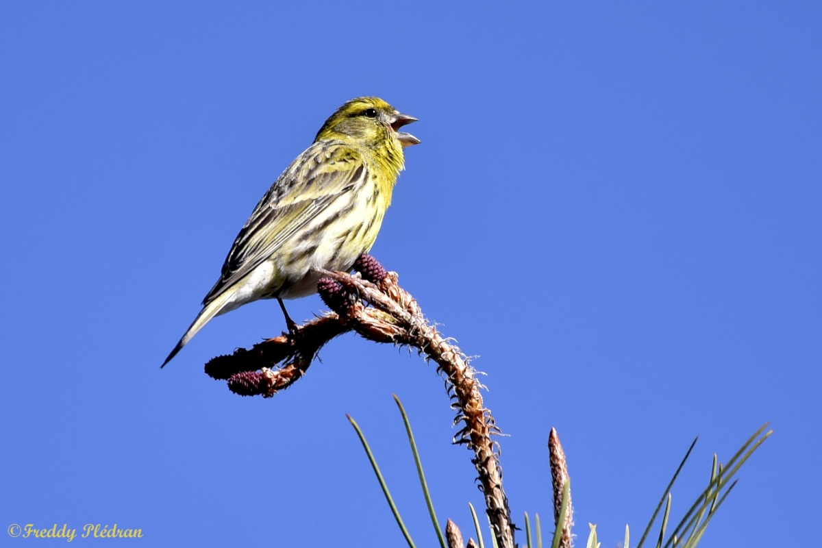 Reconnaissance des chants d'oiseaux