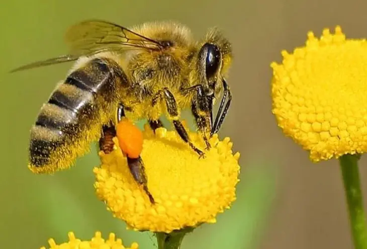 Exposition "Sauvons les abeilles"