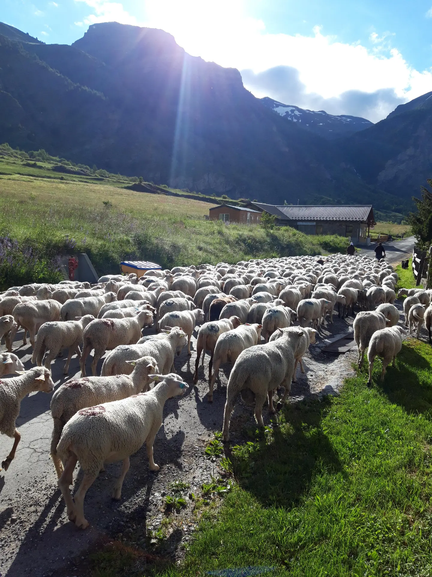 Journée Amontagnage des brebis