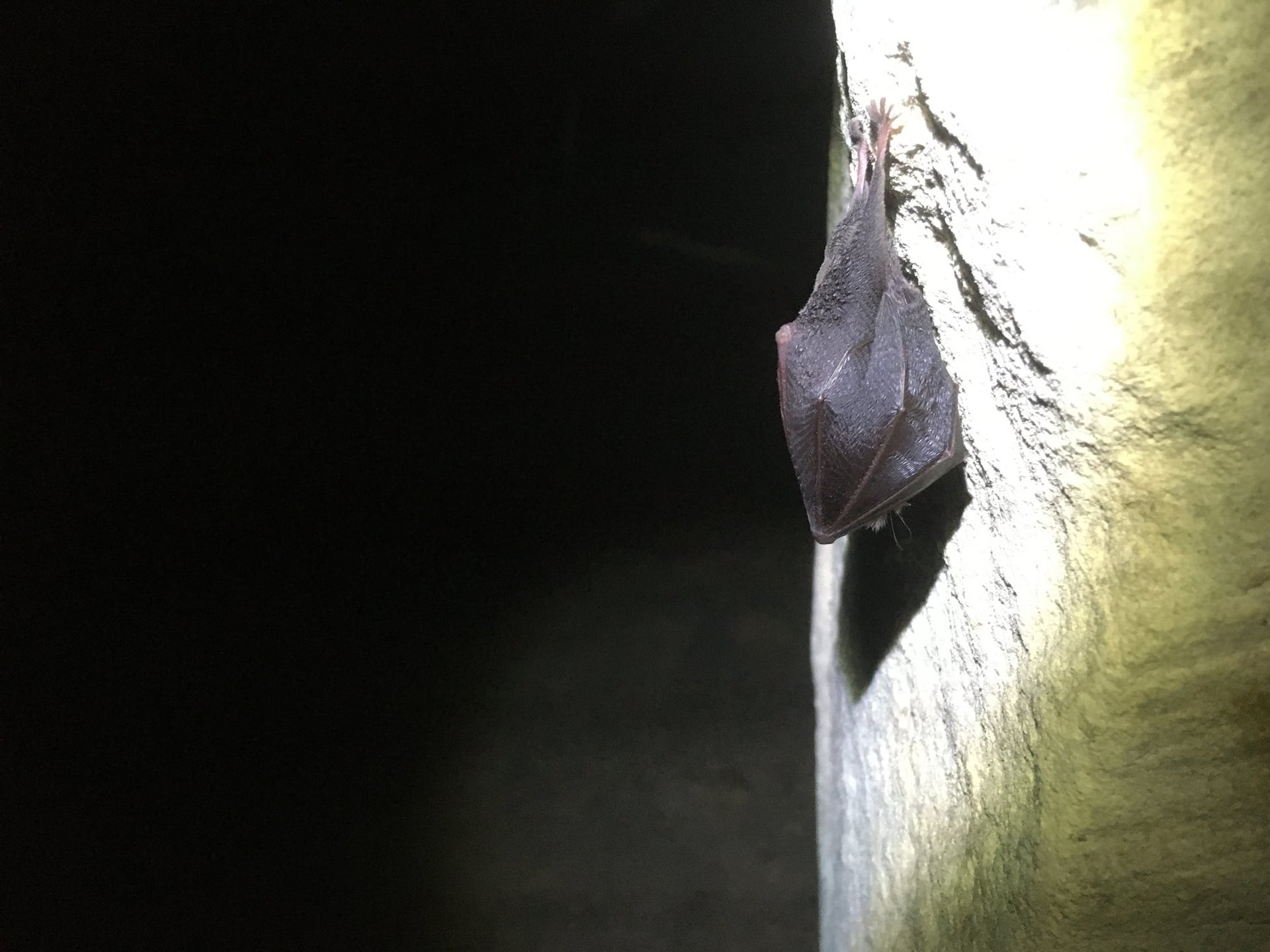 Nuit de la Chauve-Souris au viaduc de Rocherolles
