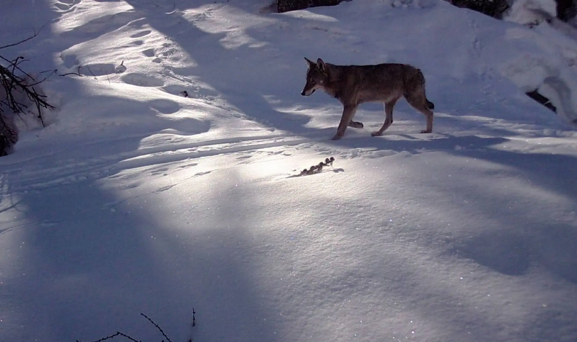 Rdv avec un garde-moniteur : les loups
