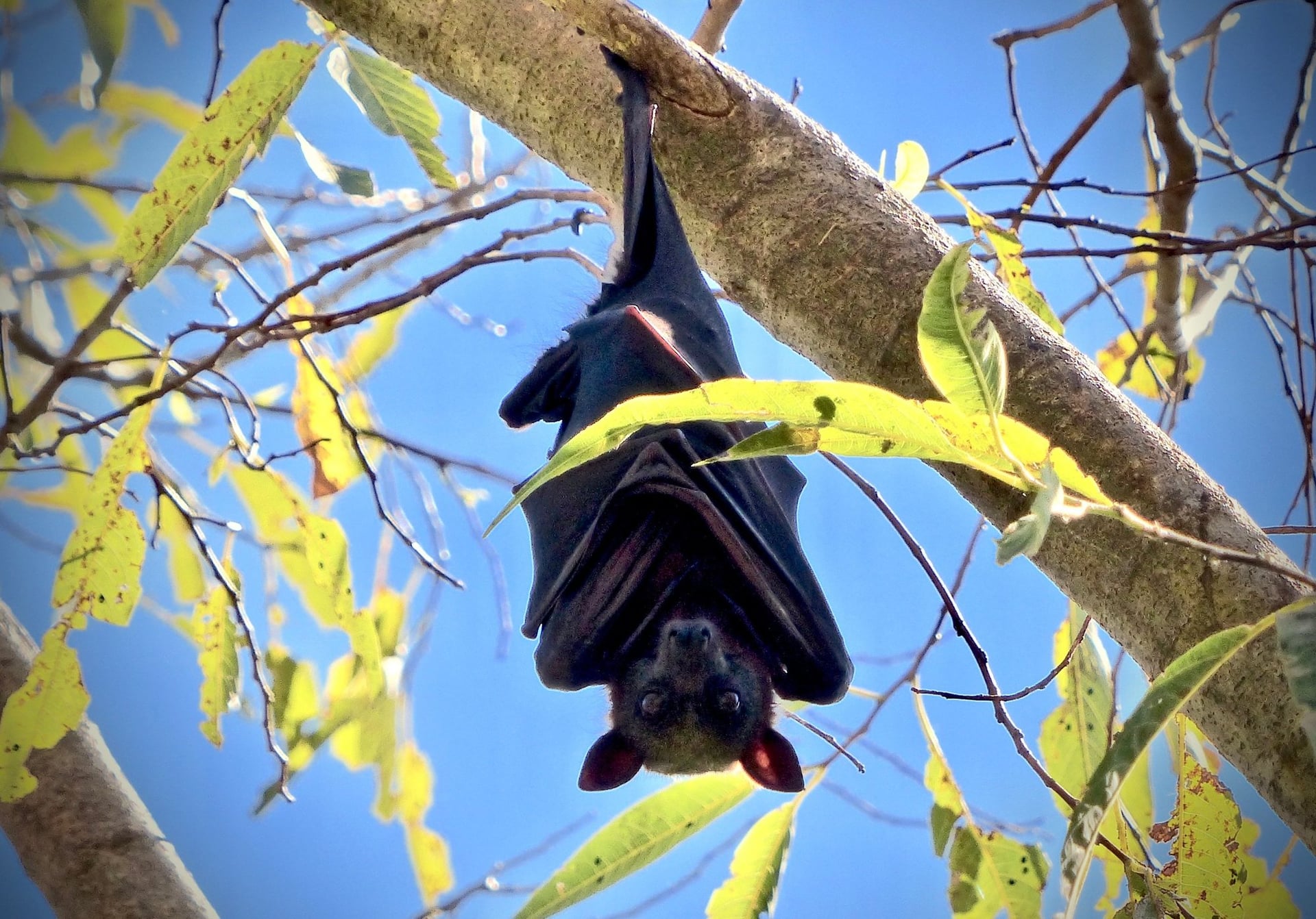 Conférence et sortie, chauves-souris au Foyer Rural