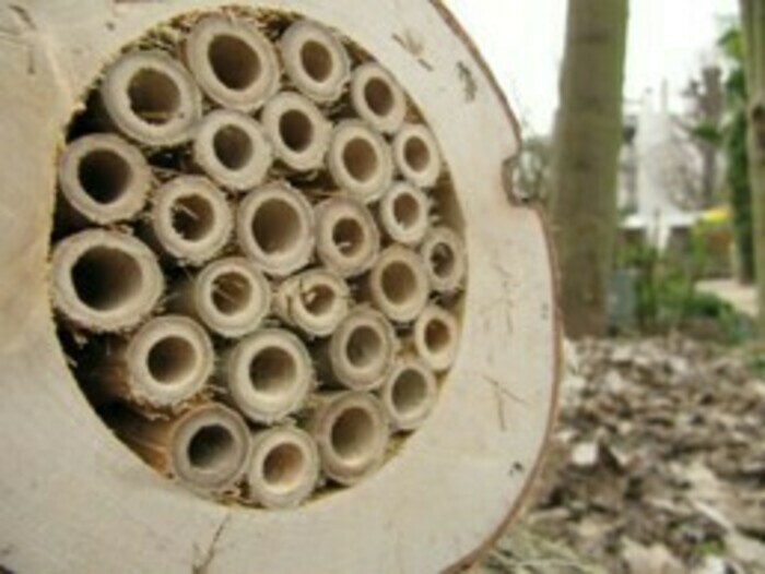 BOULOGNE-BILLANCOURT : Fabrication de gîtes à insectes -
