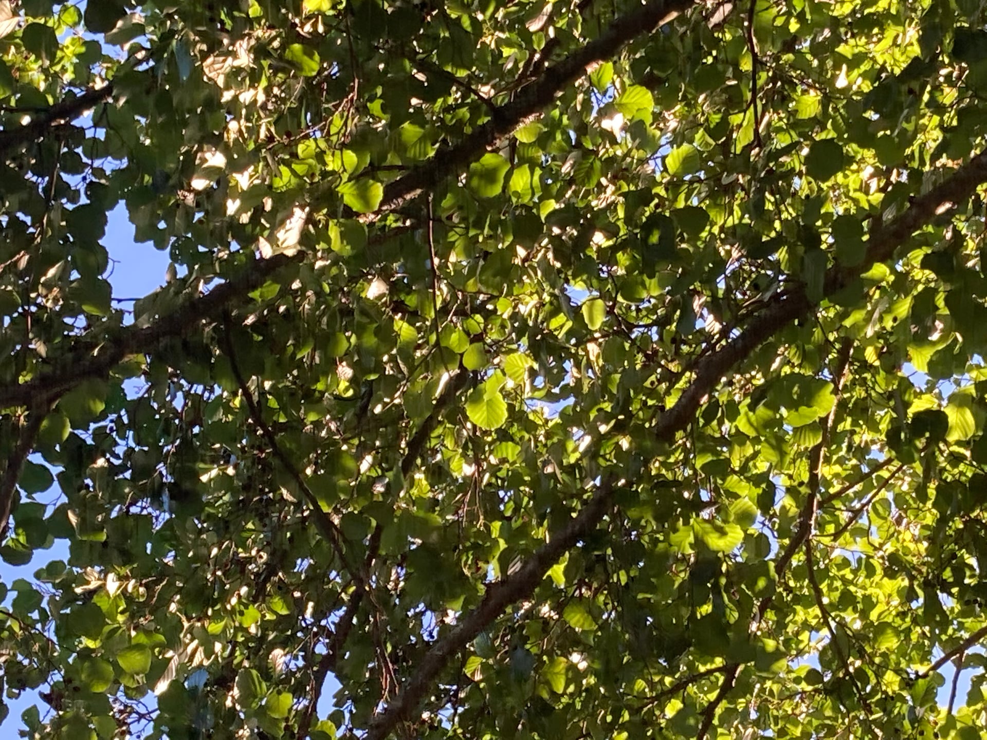 Sortie avec la maison de la nature - Nos amis les arbres