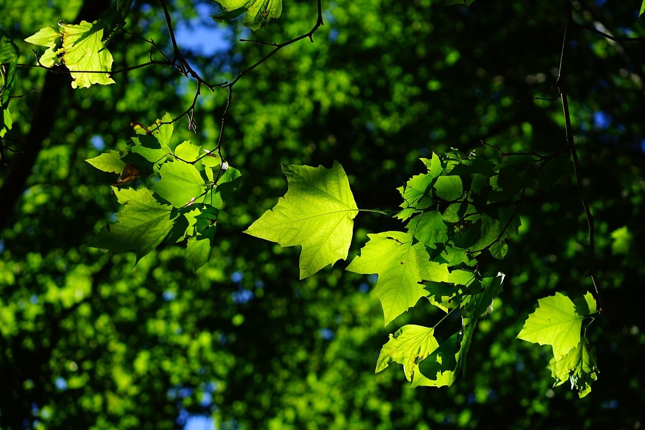Conférence - Les Arbres aujourd'hui et pour les générations futures