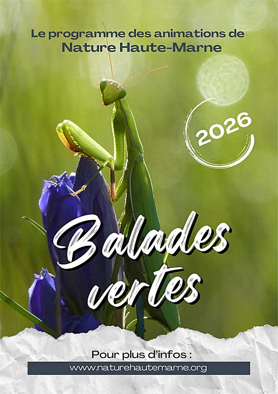 Balades Vertes en Haute-Marne : Découverte des orchidées sauvages