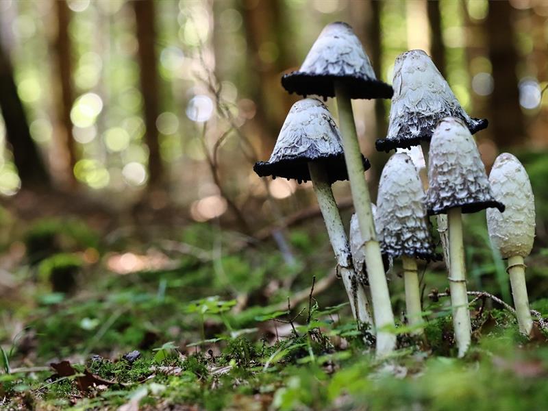Les beautés sauvages du vallon du Heimbach