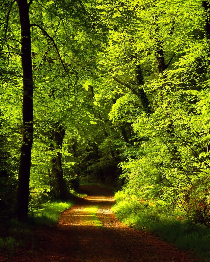 Balade contée nocturne en forêt de Coat-an-Noz
