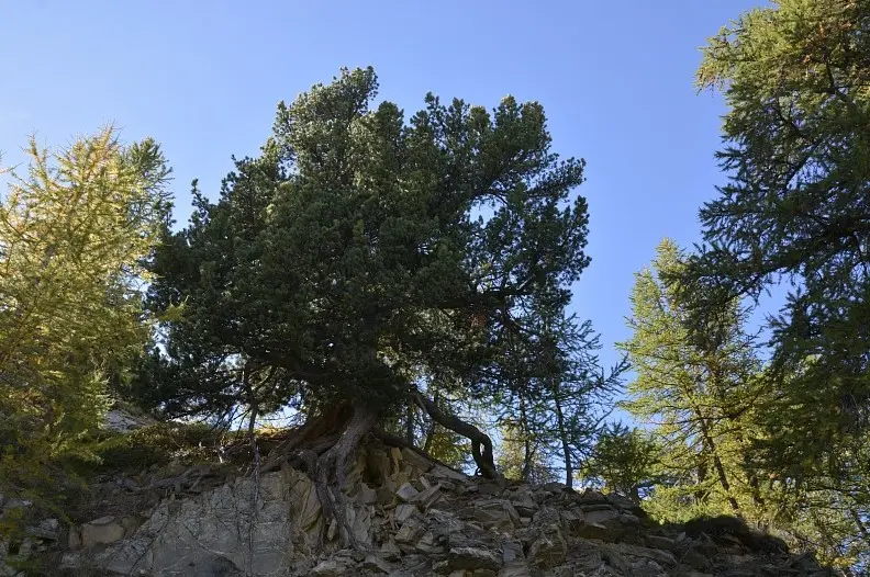 A la découverte des arbres