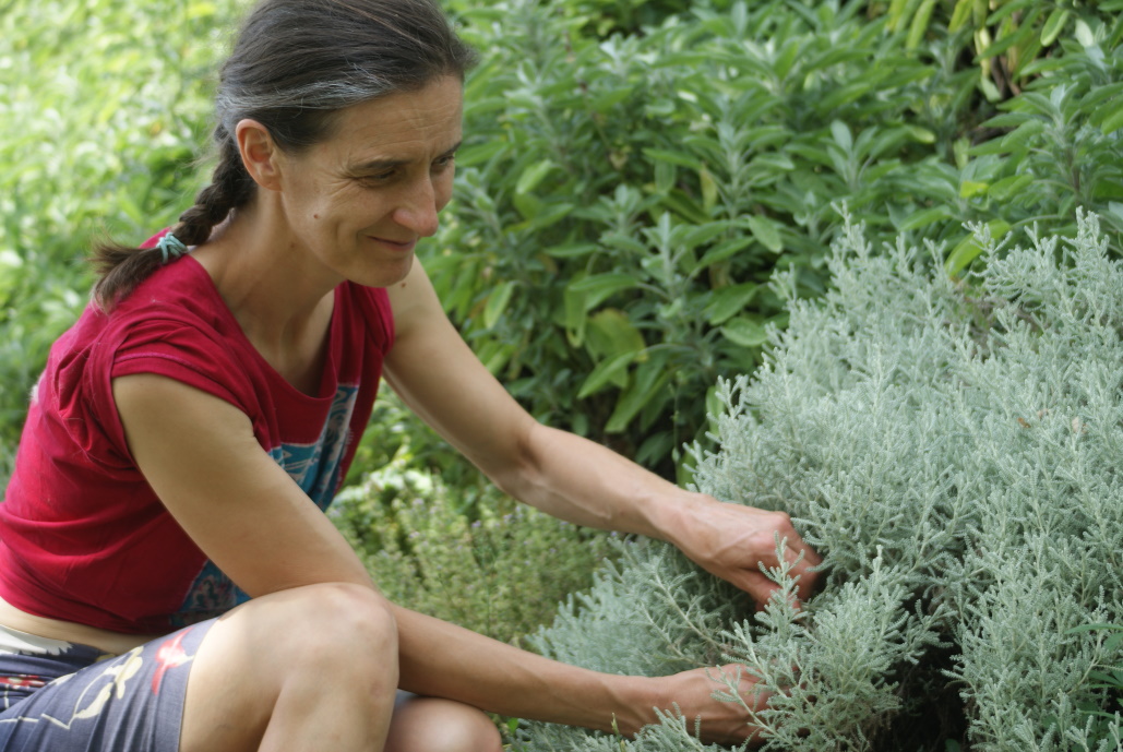 Immersion au pays des plantes à parfum, aromatiques & médicinales - Stage 2 jours
