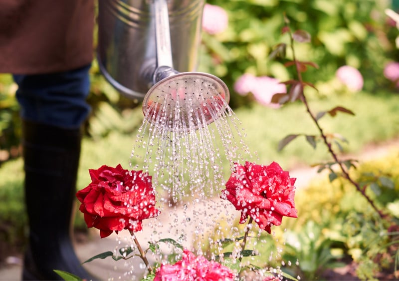 Événement Nature & Vous - Un potager économe en eau