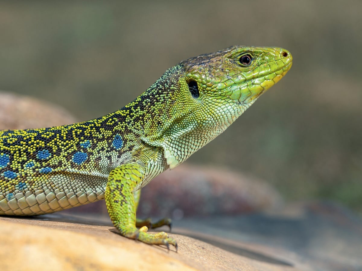L'ABC DU HAUT-MINERVOIS - ANIMATIONS SUR LES REPTILES
