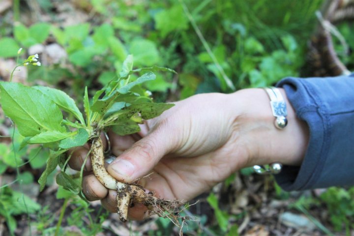 Balade buissonnière et réalisation d'un herbier - Ferme-musée du Cotentin