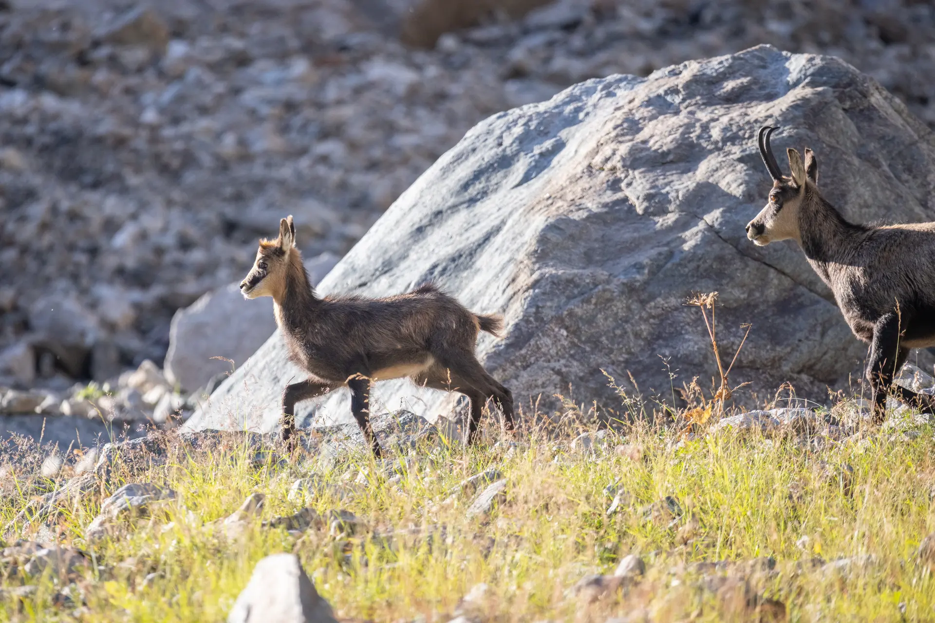 ​PENSER COMME UNE MONTAGNE : Atelier avec le PNE - Chamois, antilopes des Alpes