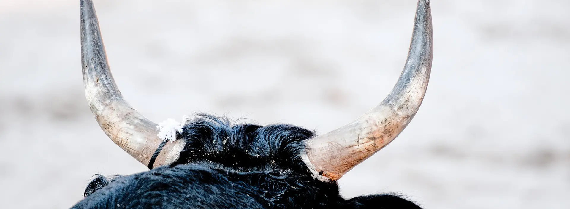 Course de taù neufs