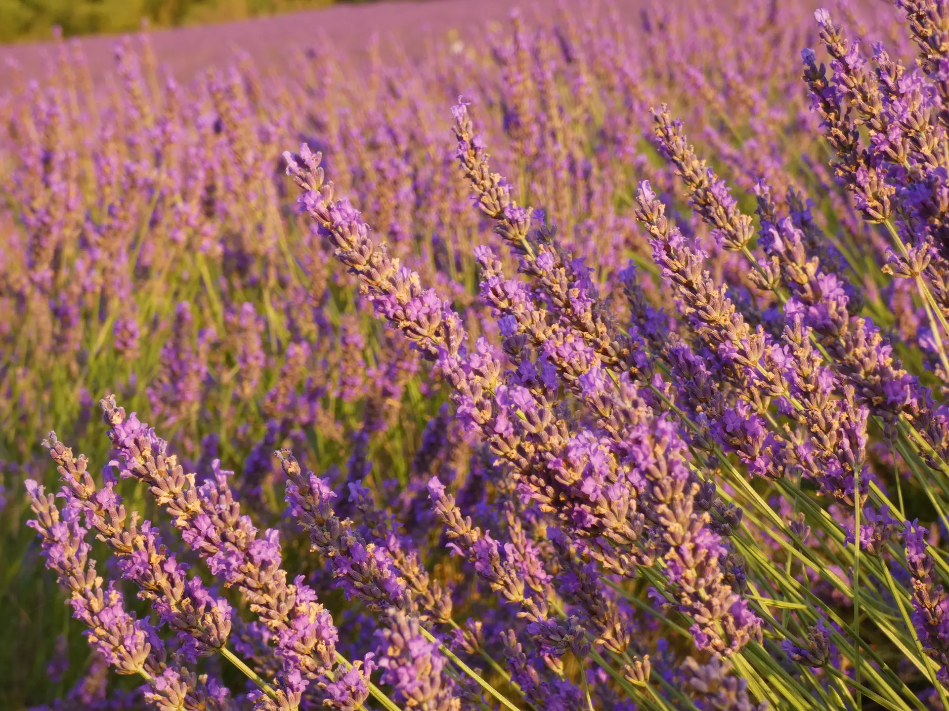 Atelier Olfaction - Lavanderaie des Hautes Baronnies