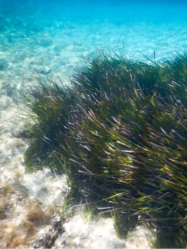 Atelier " A la découverte de la biodiversité marine"