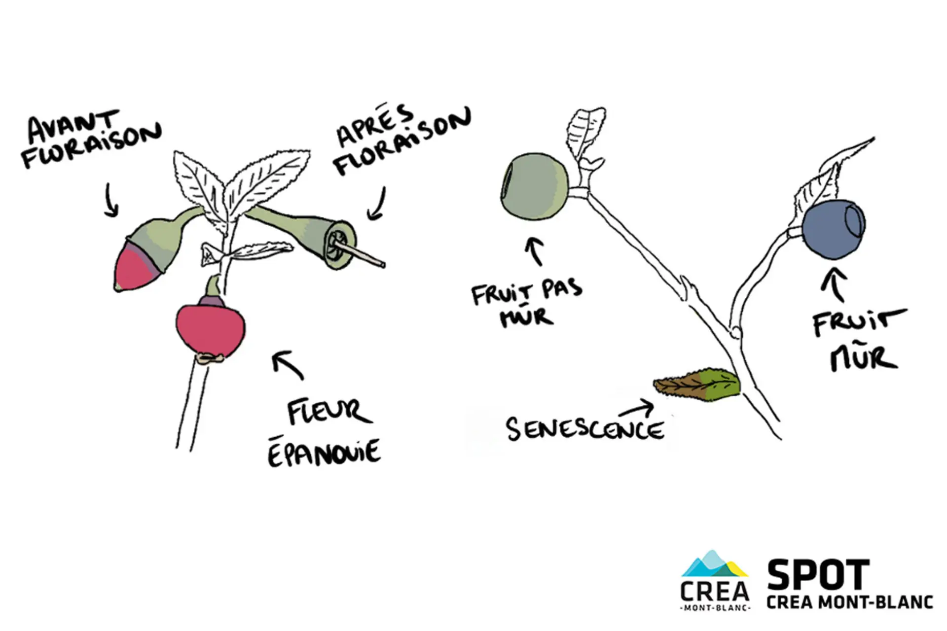 Atelier scientifique : des myrtilles et des landes