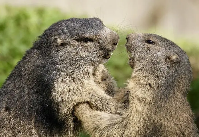 Autour de la marmotte à Saint crépin