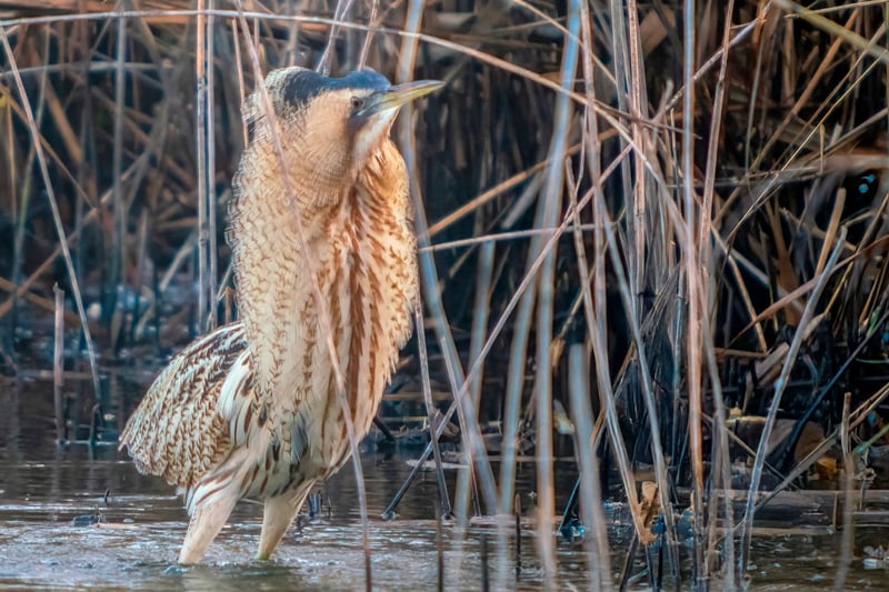 Les oiseaux hivernants de Brenne à Foucault