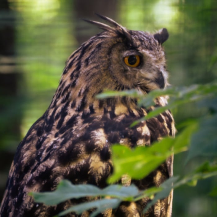 Rallye sur les rapaces