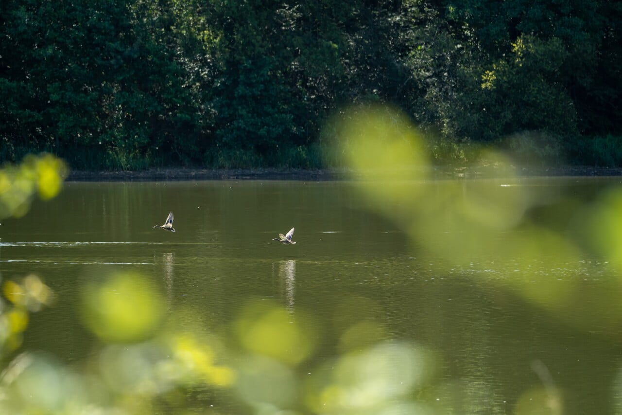 Observation des oiseaux d'eau à l'étang de la Pouge