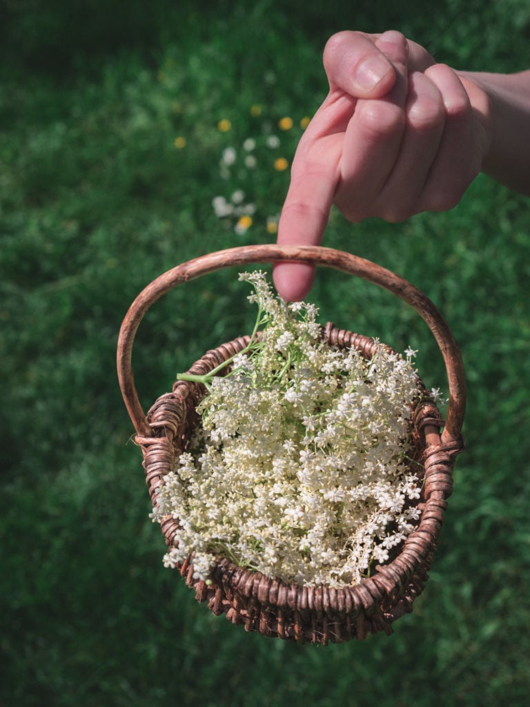 Conférence : tisanes sauvages