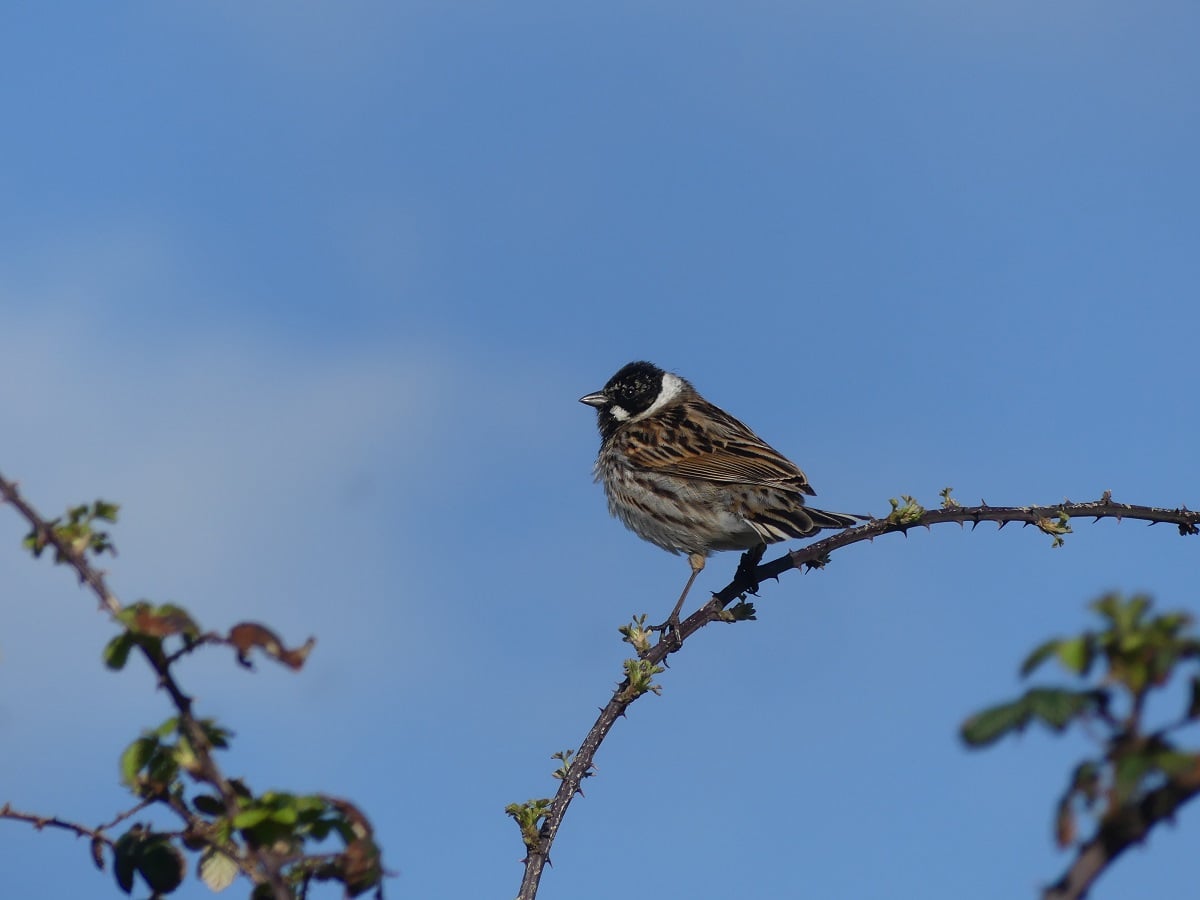Les oiseaux nicheurs