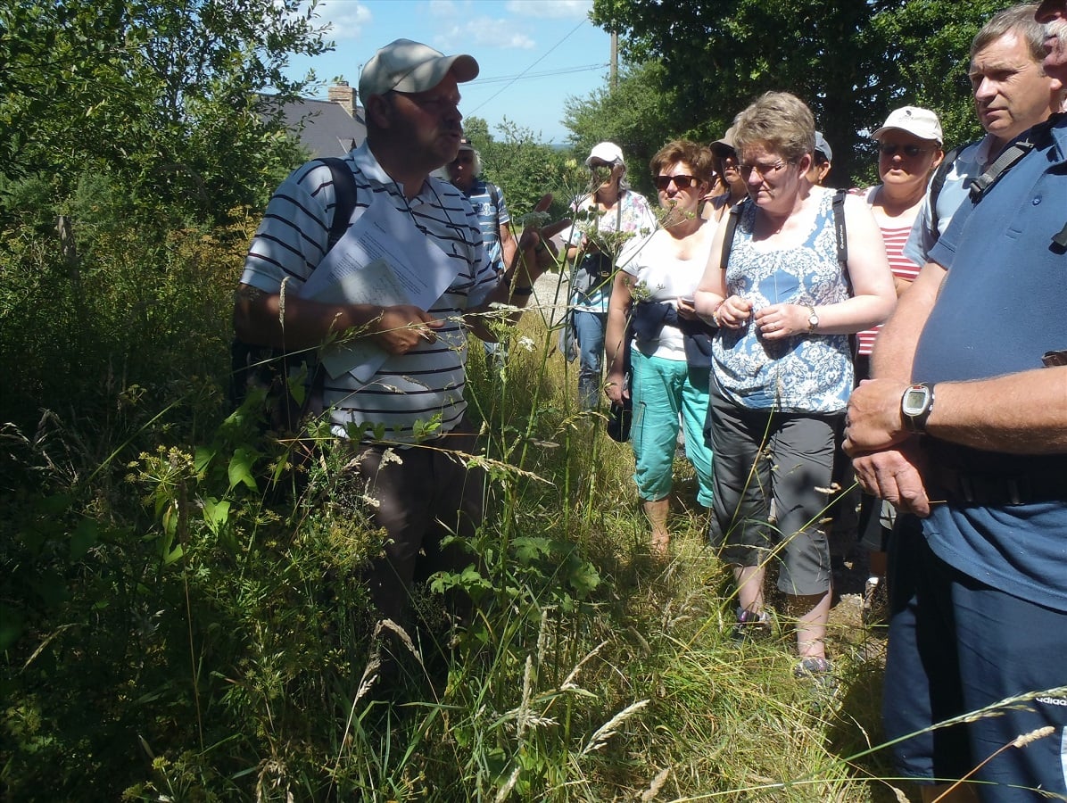Sortie nature : Plantes comestibles et médicinales