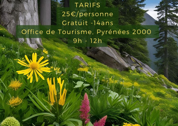 SORTIES PLANTES MEDICINALES DES PYRENEES